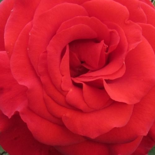 Rosa Best Dad™ - rosa de fragancia discreta - Árbol de Rosas Híbrido de Té - rosal de pie alto - rojo - Ronnie Rawlins- forma de corona de tallo recto - Rosal de árbol con forma de flor típico de las rosas de corte clásico.